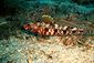 Triplefin Goby